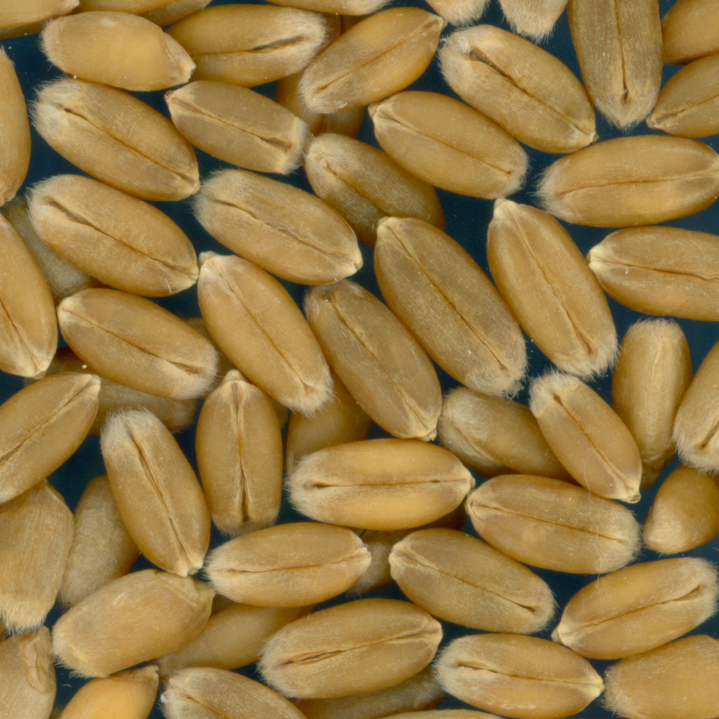 KERNELS
